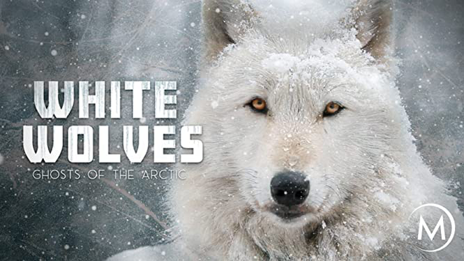 White Wolves: Ghosts of the Arctic (2018) - Amazon Prime Video | Flixable