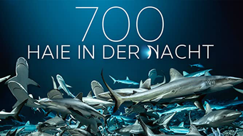 700 Haie in der Nacht (2018)