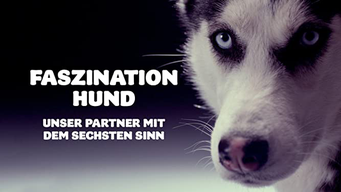 Faszination Hund - Unser Partner mit dem sechsten Sinn [dt./OV] (2013)
