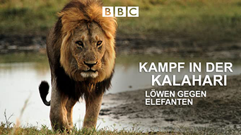 Kampf in der Kalahari: Löwen gegen Elefanten (0)