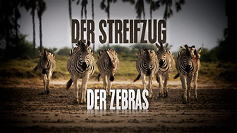 Streifzug der Zebras (2019)