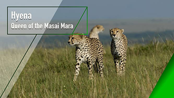 Hyena - Queen of the Masai Mara (2012)