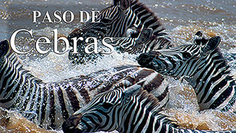 Paso de Cebras (2019)
