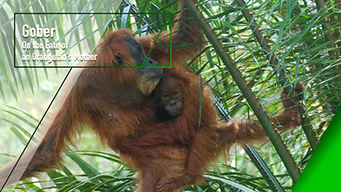 Gober - On the Fate of an Orangutan Mother (2017)