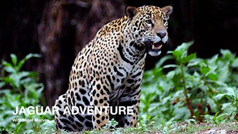 Jaguar Adventure with Nigel Marven (2008)