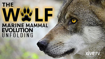 The Wolf: Marine Mammal Evolution Unfolding (2014)