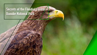 Secrets of the Flooded Forest - Danube National Park (2011)