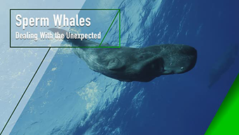 Sperm Whales - Dealing With the Unexpected (2005)