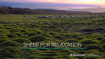 30 Minutes of Sheep for Relaxation (2017)