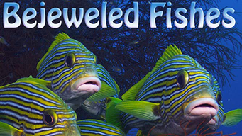 Bejeweled Fishes (2018)