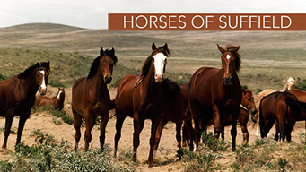 Horses of Suffield (1999)