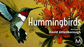 Hummingbirds (2013)