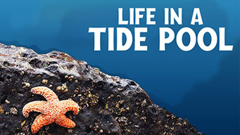 Life In A Tide Pool (2015)