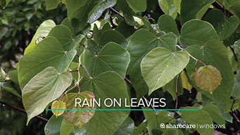 Rain On Leaves (short) (2012)