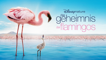 Das Geheimnis der Flamingos (2008)