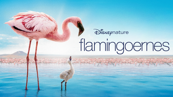 Flamingoernes (2008)