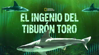 El ingenio del tiburón toro (2023)