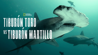 Tiburón toro vs tiburón martillo (2023)