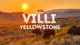 Villi Yellowstone (2015)
