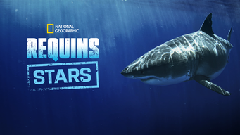 Requins stars (2020)