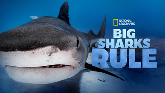 Big Sharks Rule (2018)
