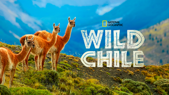 Wild Chile (2017)