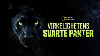 Virkelighetens svarte panter (2020)