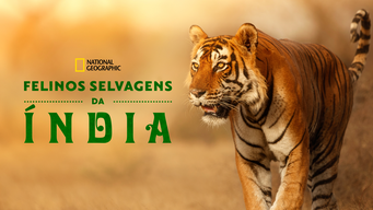 Gatos Selvagens da Índia (2019)