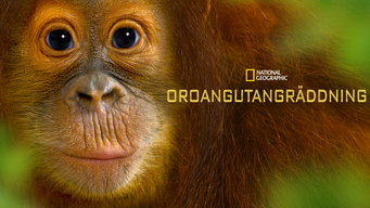 Orangutangräddning (2015)