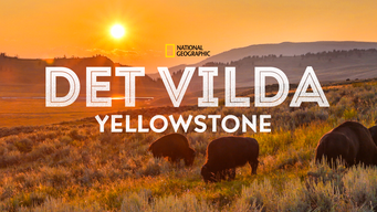 Det vilda Yellowstone (2015)