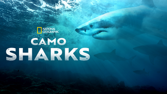 Camo Sharks (2022)