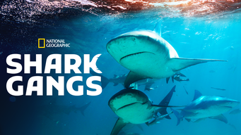 Shark Gangs (2021)
