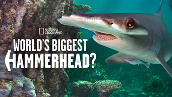 World's Biggest Hammerhead? (2022)