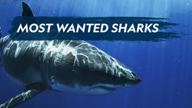 Most Wanted Sharks (2020) - Hulu | Flixable