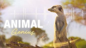 Animal Genius (2024)