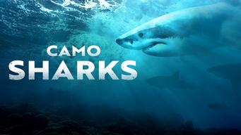 Camo Sharks (2023)