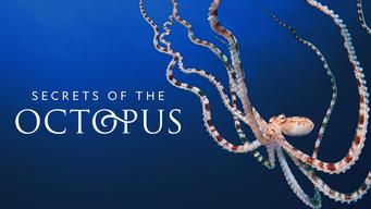 Secrets of the Octopus (2024)